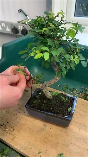 Shaping a Bonsai Branch in Just Minutes ✂️🌿