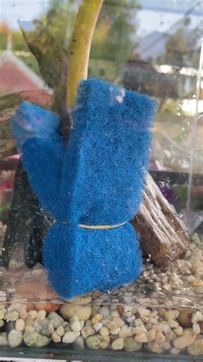 Tip, How to get crystal clear water with sponge filter #aquarium #water #tips