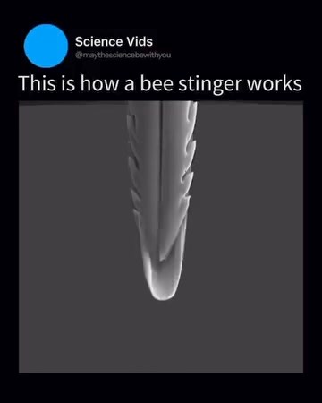 🐝 The Buzz on Bee Stingers Stinging Mechanism: A bee’s stinger is a complex apparatus designed to defend. It is a modified ovipositor that delivers venom through a hollow needle-like structure . Barbed Design: The stinger is equipped with barbs that latch onto the victim, ensuring venom is effectively delivered. This barbing makes the stinger difficult to withdraw, often leading to the bee’s demise . Venom Delivery: When a bee stings, muscles pump venom down through the stinger and into the tar