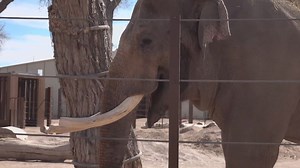 Elephant at ABQ BioPark successfully treated for tuberculosis