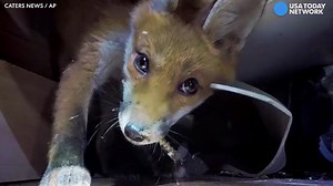 Fox finds unusual hiding spot from house cat