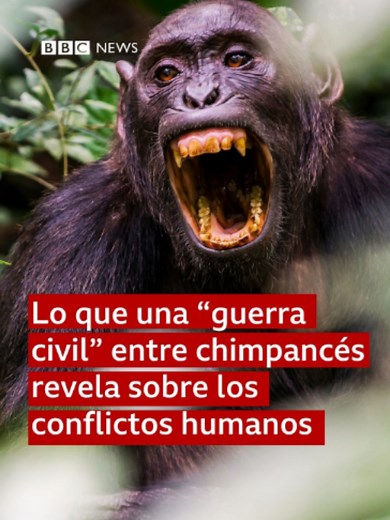 Un artículo publicado en la prestigiosa revista académica Science presentó los detalles de la primera “guerra civil” entre chimpancés jamás registrada por científicos. El conflicto ocurrió en Ngogo, una región selvática de Uganda, en África, donde viven más de 200 chimpancés. El grupo atravesó un proceso de polarización y fractura que luego escaló hasta convertirse en un conflicto de varios años, con ataques coordinados y la muerte de numerosos individuos. Los autores del estudio consideran que 