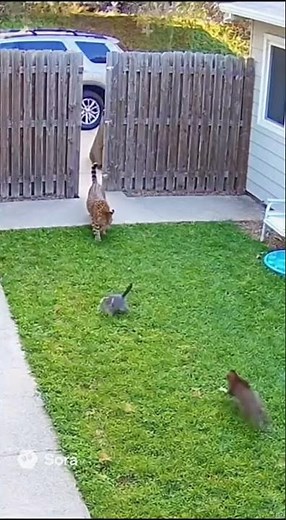 A leopard hunted a kitten — until mom cat turned into a real LION! 🦁😨