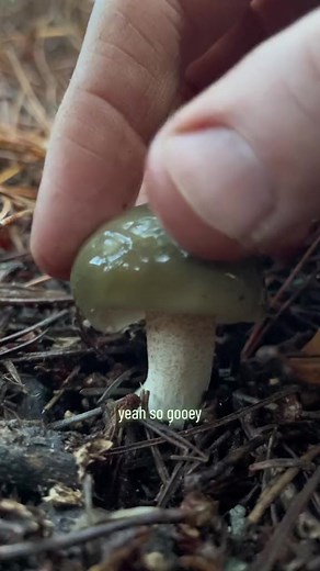 36K views · 566 reactions | The goopiest mushroom I’ve seen all year...