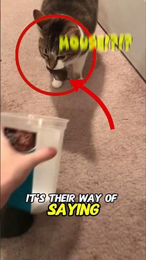 this is how ur cats say I love you ⚠️⚠️ #cat #cats #catshorts #shorts #animals