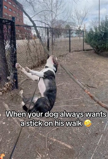 Why Dogs Love Sticks: A Deep Dive