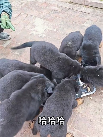 Puppy Family Eating Food Very Fast