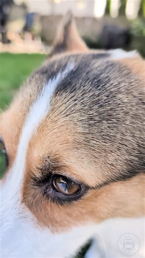 1.4K views · 48 reactions | Rolling into Howl-o-ween public transpawtation style. #CorgiBuses | Milwaukee County Transit System | Facebook