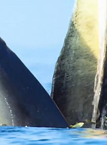 230K views · 3.8K reactions | #Dolphins #wildlife #animals #nature #oceanlife | Wildlife Life Two | Facebook