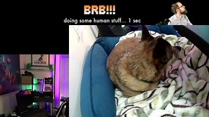 Bugs bugs bugs bugs!