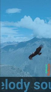 Los Incas – El Condor Pasa 🚀 From a Lima to the Voyager Golden Record. A 1913 Zarzuela. Still Flying
