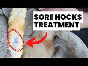 How to Treat Sore Hocks in Rabbits