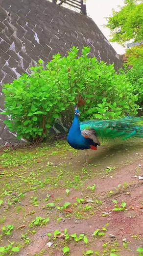 6.6K views · 6.1K reactions | Very beautiful peacock dance . . . . . . | Nature videographer | Facebook