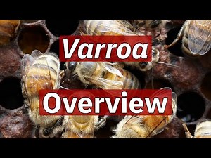 Varroa Overview (Identification & Biology & Associated Damage) | Beekeeping Academy | Ep. 68