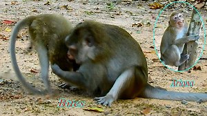 Breaking heart! Little monkey Ariana was bitten hard by mom Anna | Baby Monkey Ariana