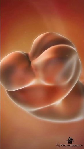 Embryonic development #embryodevelopment #baby #doctor