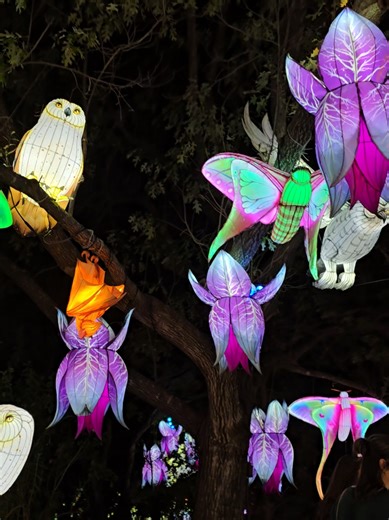 Illuminate San Antonio: A Stunning Light Experience