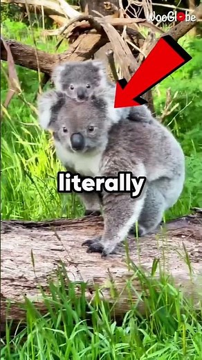 Why Are Koalas so DUMB? 💀