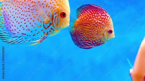 4K This clip features brightly colored discus fish swimming in an aquarium. Discus fish, known for their distinctive round, laterally compressed bodies and vibrant colors, are popular pompadour
