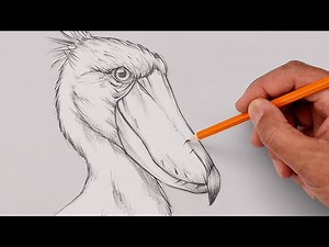 How To Draw the Shoebill Stork | Sketch Tutorial - Videos For Kids