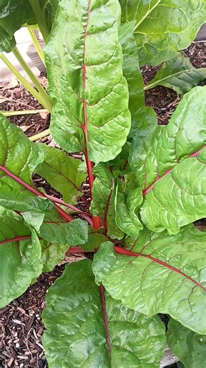 Spring Gardening in the Desert: Grow TONS of Food Before the Heat Hits!