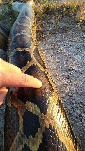 MASSIVE PYTHON!