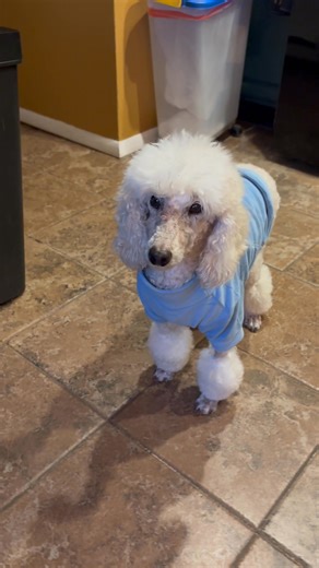 11K views · 604 reactions | Just out of surgery | Celtic K9 | Facebook