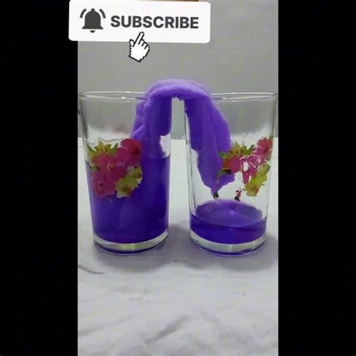 “Walking Water Magic 🌈 | Capillary Action Experiment”