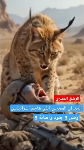 ستوريات انستقرام الوشق المصري (مهاجمة اسرائيل ) الوشق المغوار (اغنية الوشق) مقاطع تيك توك قصيرة