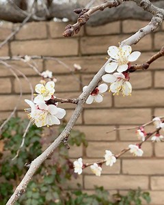 Prunus armeniaca ‘Moorpark’ (Early Moorpark Apricot tree) is blooming near the Laura Smith Porter Plains Garden. | Denver Botanic Gardens