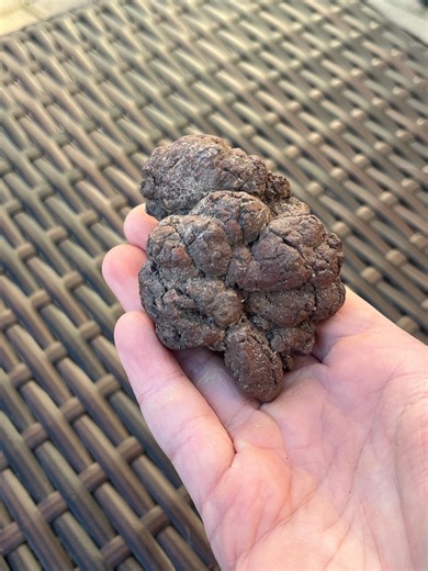 Fossilized Coprolite From Madagascar | Real Dinosaur Poop, Petrified Dino Feces, Jurassic Fossil Specimen - Etsy UK