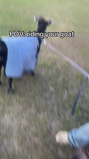 POV: Riding Your Goat - Equestrian Fun