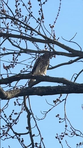 Juvenile Red-Tailed Hawk Calling | Nature Sound Moment #shorts #nature