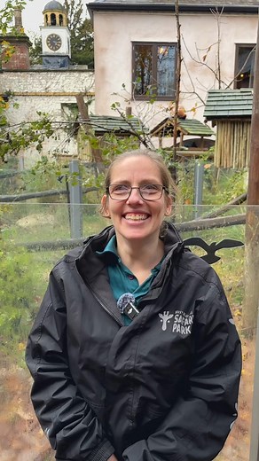 33K views · 453 reactions | It’s time for a panda update! ❤️Head Keeper Amy has all the latest on our adorable red panda cubs! | West Midlands Safari Park | Facebook