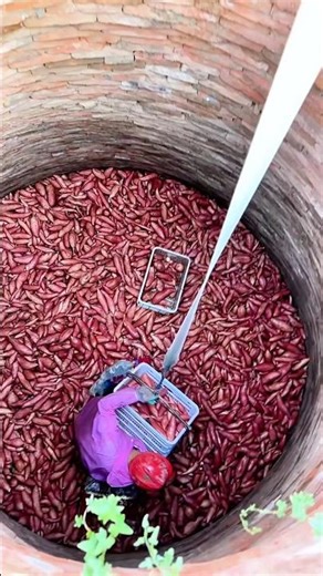 Incredible! Traditional Way to Store Sweet Potatoes!