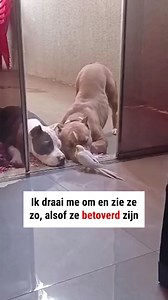 Een ontmoeting op hoog niveau 🐶🦜 | BekijkDezeVideo