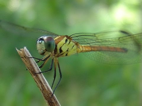 FASTEST FLYING INSECT IN THE WORLD : DRAGONFLY