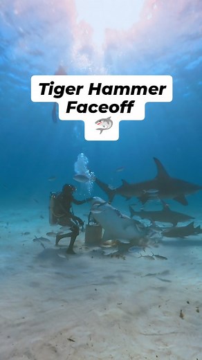 1.1K views · 55 reactions | When Joker the Tiger shark and Queen the massive great hammerhead shark crossed paths on our last dive. What an incredible moment to witness a fearless hammerhead sharing the same space with a huge tiger shark, one of the most formidable predators in the ocean.  FOLLOW On Twitch for more shark content! #hammerhead #tigershark #sharks #shark #scuba | Shark Geek | Facebook