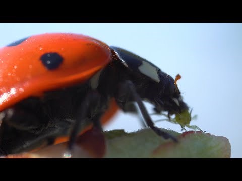 How do ladybugs eat aphids?