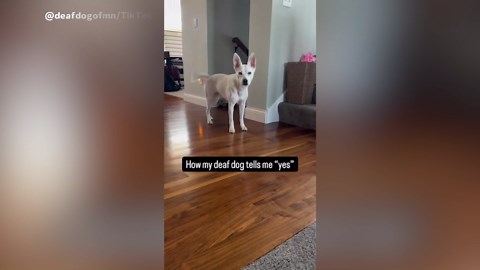 How Deaf Dog Uses Sign Language To Communicate