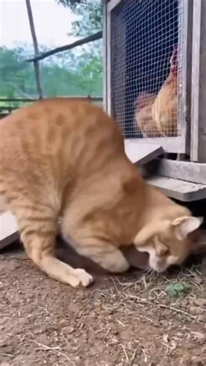 Never missing 😅 #reelsviral #usareels #organicfarming #germany #workout #women #africanfarming #goatfarming #farminglifestyle #rurallife #fishfarming | Umar Mazad Isah