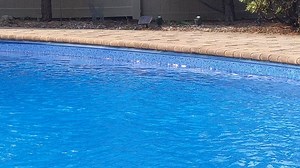 Embracing the 🌴Hawaiian expression, our Mahalo design transforms from dramatic violet blues to shimmering teals with the Aqua-Shift technology! | LOOP LOC SWIMMING POOL PRODUCTS