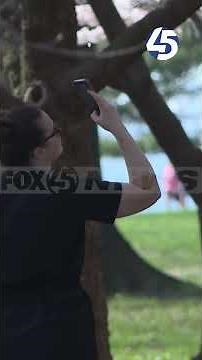 Cherry blossoms reach peak bloom at Fort McHenry