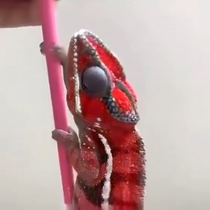 wow ... that's amazing | ღ Le Monde des Femmes; Recettes et Astuces ღ