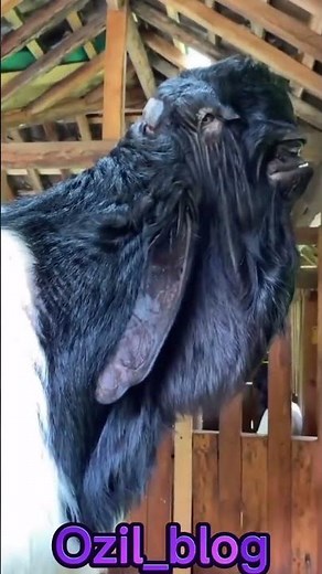 The Most Beautiful Yet Bizarre Goat in the World 😱 | The Majestic Damascus Goat Unveiled#DamascusGoa