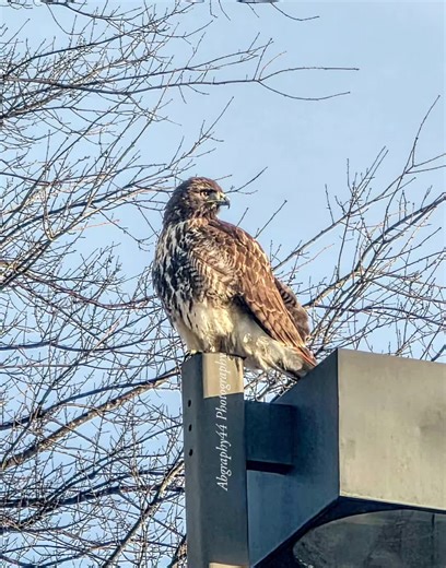Perched in quiet command 🦅 Caught this Red tailed hawk taking a pause above it all—sharp eyes, steady stance, and total focus. A reminder to slow down, look up, and appreciate the wild moments hiding in plain sight. #hawk #birdofprey #raptor #wildlifephotography #abgraphy44photography