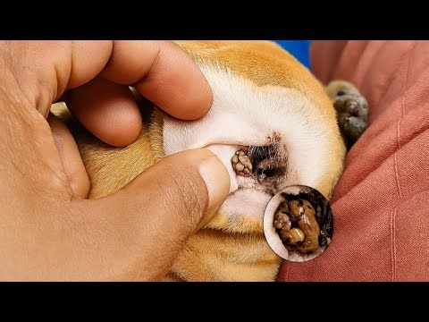 Dog Ear Mite Infestation What It Looks Like and How to Help" dog ear mites, pet health, dog ear