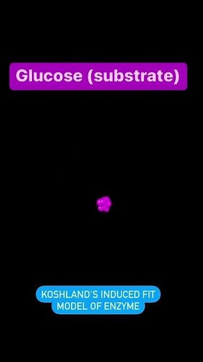 Enzymes Biology class 11 | Induced Fit Model of Enzyme | Hexokinase Induced Fit