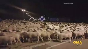 133K views · 4.3K reactions | WATCH: Counting sheep really does put you to sleep. More than a thousand sheep wander into a city in Spain after the shepherd dozes off. | Good Morning America | Facebook