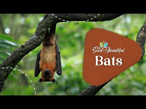 Bats | Mammals | The Good and the Beautiful